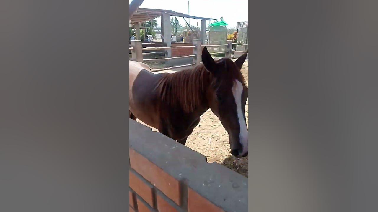 18 De Abril De Movie Xxx