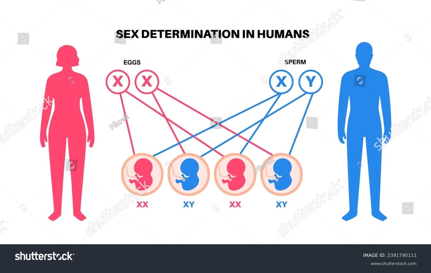 Videos De Mujeres Xx